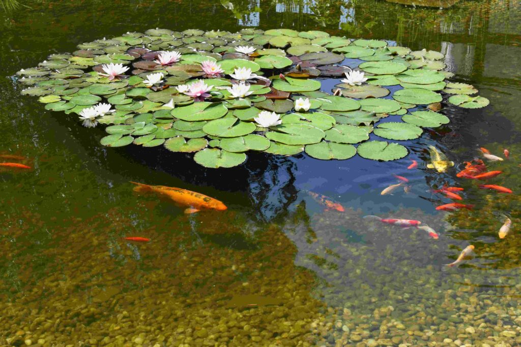 merawat kolam ikan