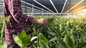 Paranet Untuk Bertani dan Berkebun di Jawa Tengah