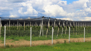 Pentingnya Paranet: Pilihan Utama Perlindungan Tanaman!