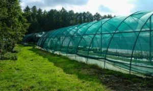 7 Tips Menggunakan Paranet Anti Hama untuk Kebun Sayur!