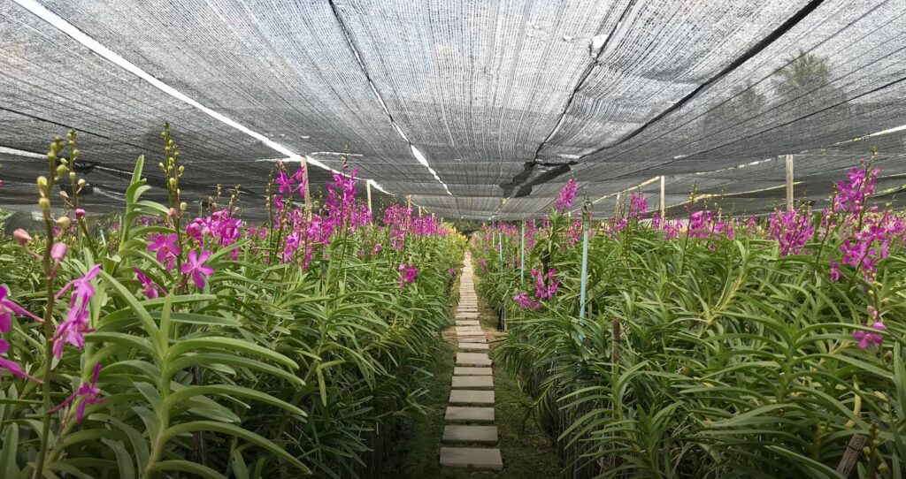 penetrasi pasar paranet