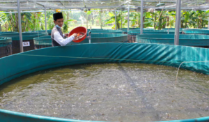 Manfaat Paranet untuk Kolam Ikan di Musim Panas