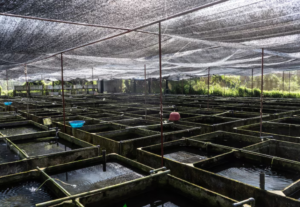 Cara Sederhana Mengurangi Lumut di Kolam Ikan Budidaya