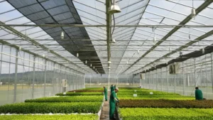 Jenis Paranet yang Paling Banyak Dicari Petani di Indramayu