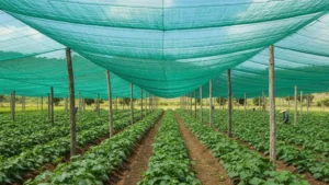 Efisiensi Biaya Proyek Pertanian dengan Paranet Tahan Lama