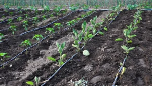 Perbandingan Selang Irigasi Woven dan Selang Konvensional