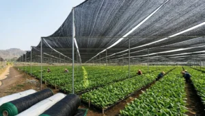 Penyedia Paranet Jember untuk Pertanian Tembakau
