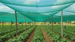 Peran Paranet untuk Pertanian Hortikultura di Salatiga